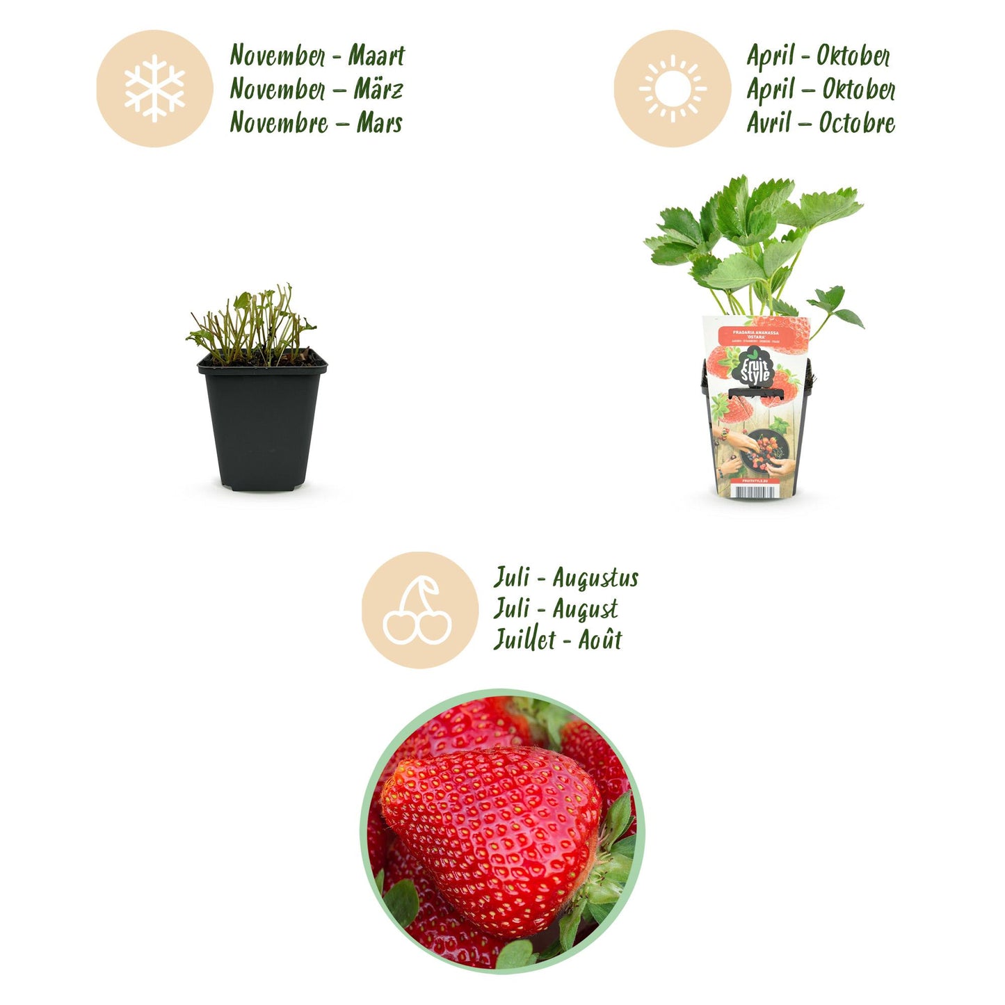 GreenboutiQ - Obstpflanzen - Erdbeere - Fragaria Maxim - Winterhart - 6 Pflanzen - Topf 9 cm - Rote Erdbeere