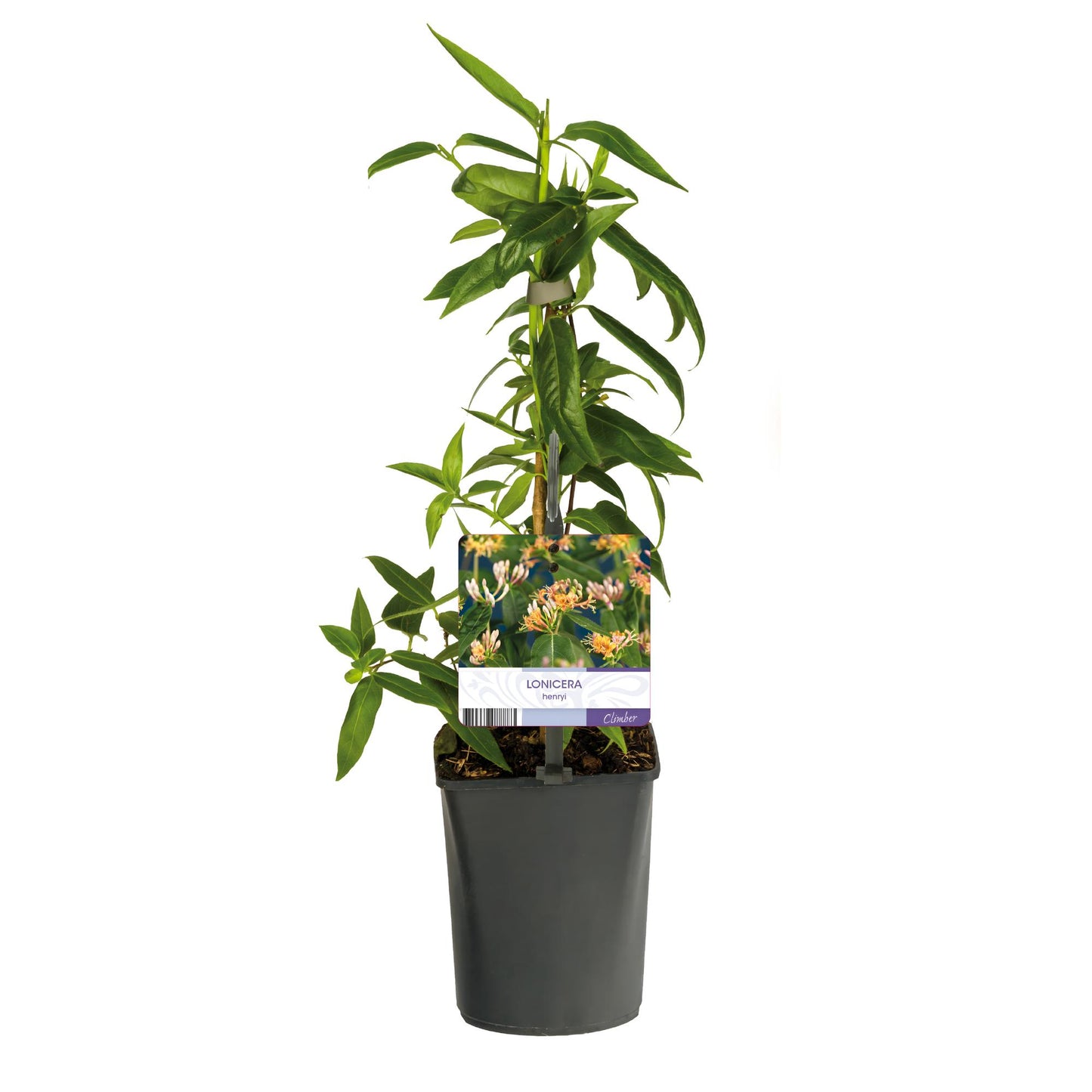 GreenboutiQ - Geißblatt - Lonicera henryi - Blüte Rosa - Wenig Pflege - 2 Pflanzen - Topf 11cm Höhe 40cm