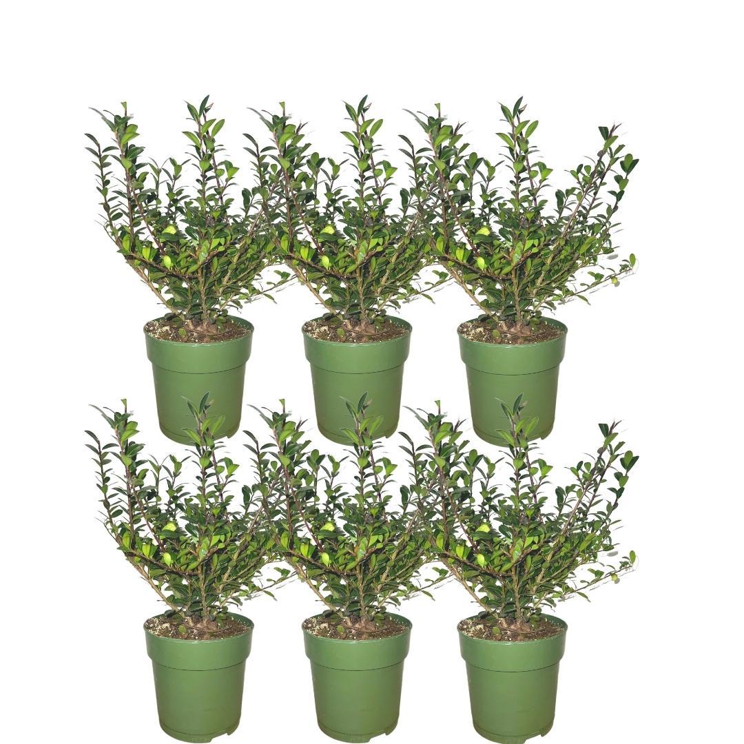 Plants by Frank - 1 Meter Stechpalmen Hecke - Ilex crenata 'Jenny'® - Pflanzenset mit 6 winterharten Heckenpflanzen - Immergrüne Hecke - Direkt von der Gärtnerei geliefert