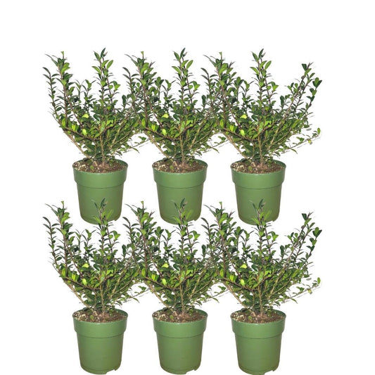 Plants by Frank - 1 Meter Stechpalmen Hecke - Ilex crenata 'Jenny'® - Pflanzenset mit 6 winterharten Heckenpflanzen - Immergrüne Hecke - Direkt von der Gärtnerei geliefert