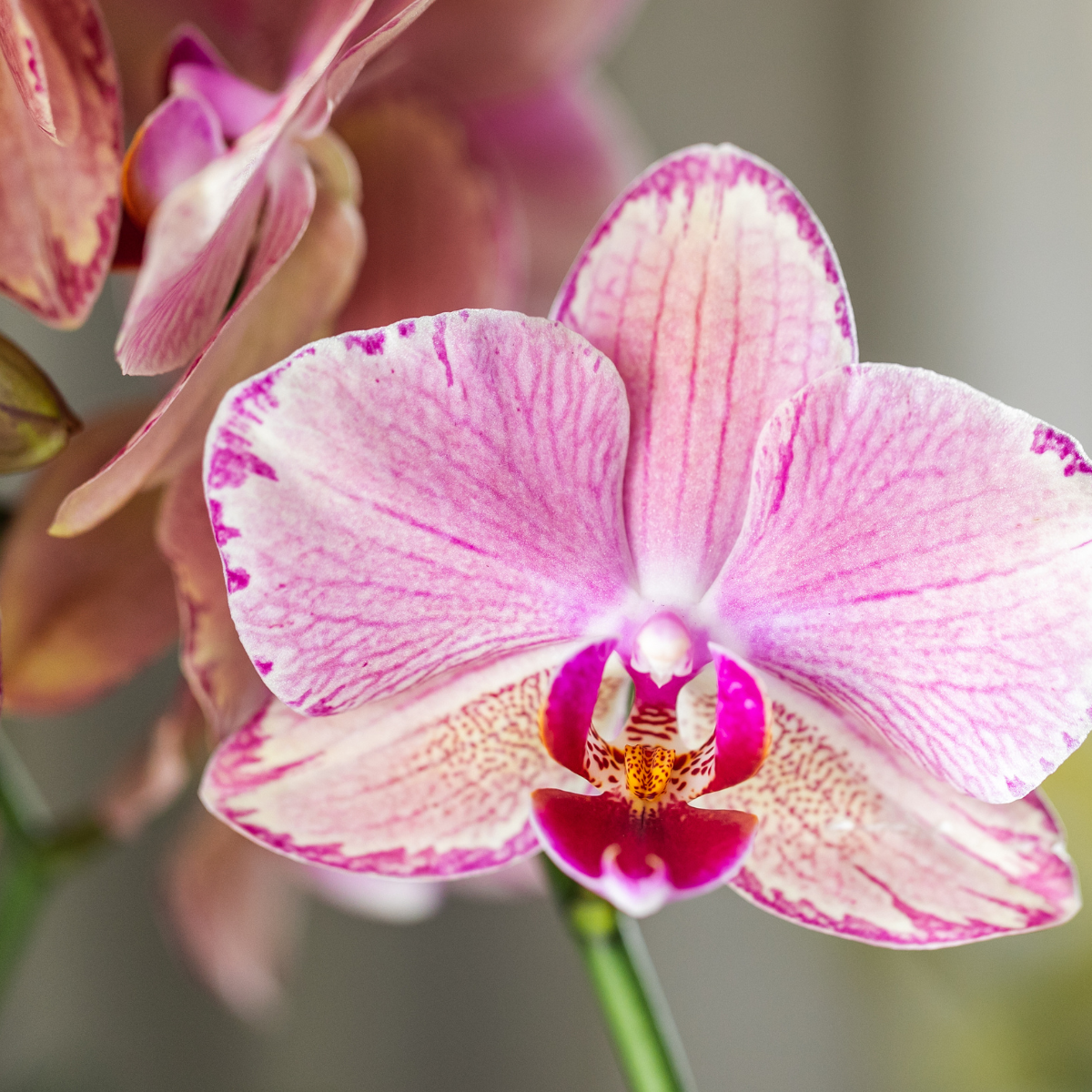 Kolibri Orchids | KOMBI-ANGEBOT von 4 Phalaenopsis-Orchideen - Pirate Picotee - Topfgröße Ø12cm | Blühende Zimmerpflanze - Frisch vom Züchter