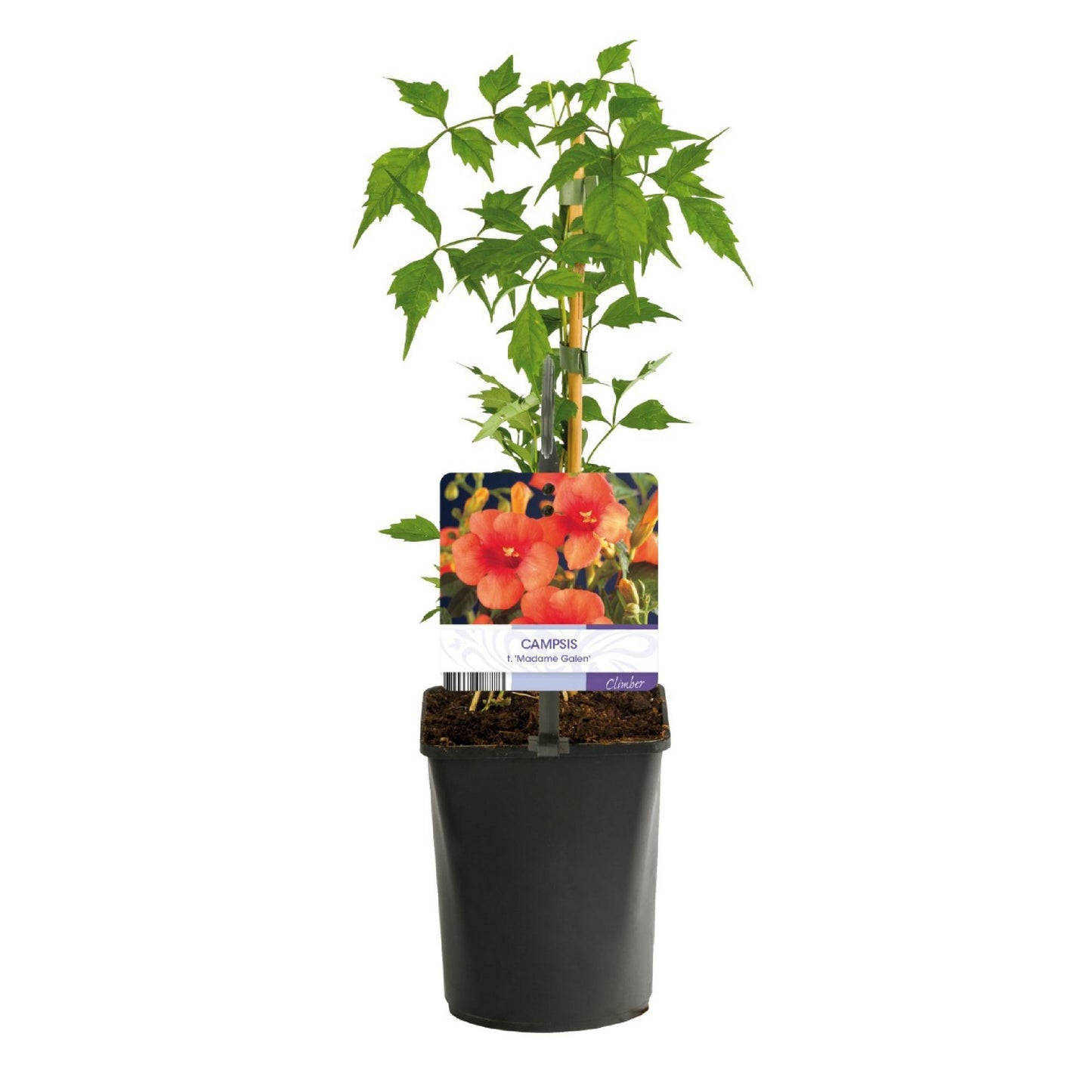GreenboutiQ - Trompetblume - Campsis radicans Madame Galen - Blüte Orange - Wenig Pflege - 2 Pflanzen - Topf 11cm Höhe 40cm