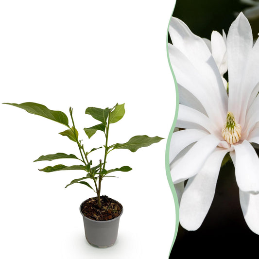 GreenboutiQ - Gartenpflanze - Magnolia stellata Royal Star - Blüte Weiß - 1 Pflanze - Laubabwerfend - Wenig Pflege - Topf 12cm Höhe 30cm
