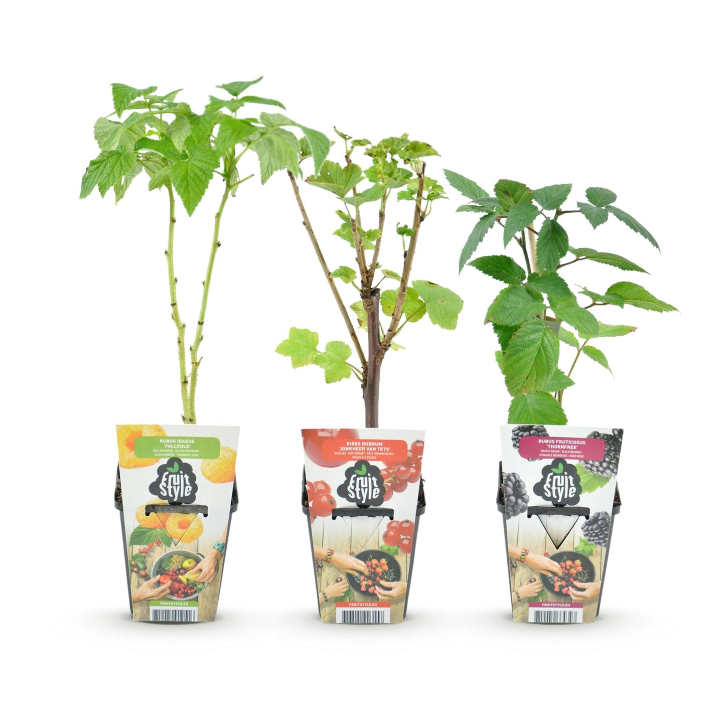 GreenboutiQ - Obstpflanzen - Tricolour - Rote Johannisbeere - Gelbe Himbeere - Schwarze Brombeere - Winterhart - 3 Pflanzen - Topf 9cm