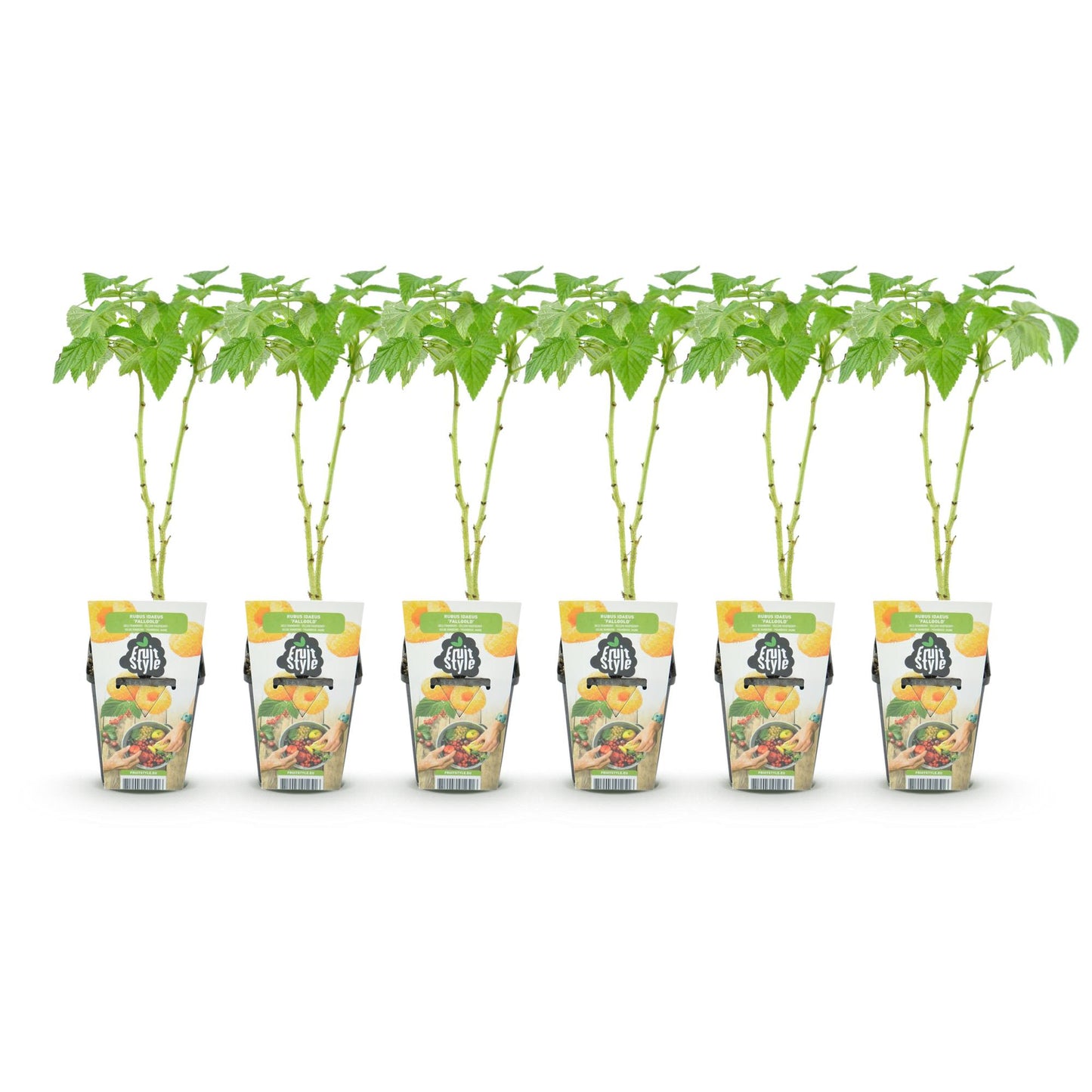 GreenboutiQ - Obstpflanzen - Himbeere - Rubus idaeus Fallgold - Winterhart - 6 Pflanzen - Topf 9 cm - Gelbe Himbeere