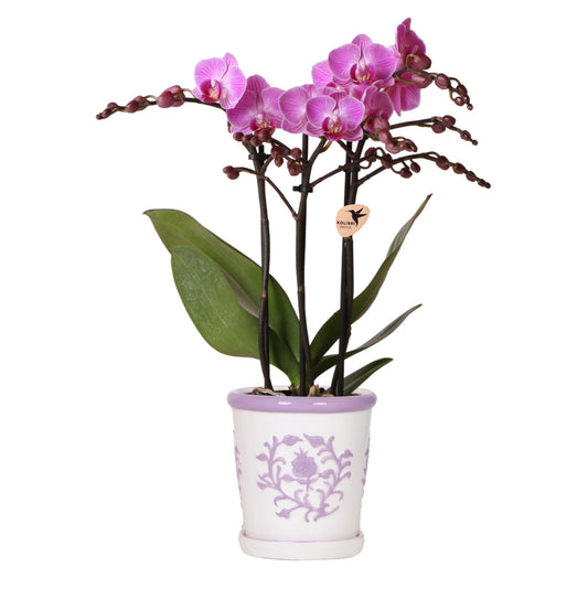 Kolibri Orchids | Lila Orchidee Vienna + Malaga Ziertopf Lila - Topfgröße Ø9cm | Blühende Zimmerpflanze - Frisch vom Züchter