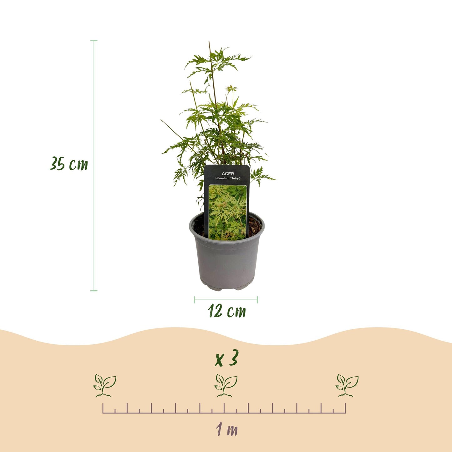 GreenboutiQ - Gartenpflanze - Acer palmatum Seiryu - Grün 3 Pflanzen - Laubabwerfend - Wenig Pflege - Topf 12cm Höhe 35cm