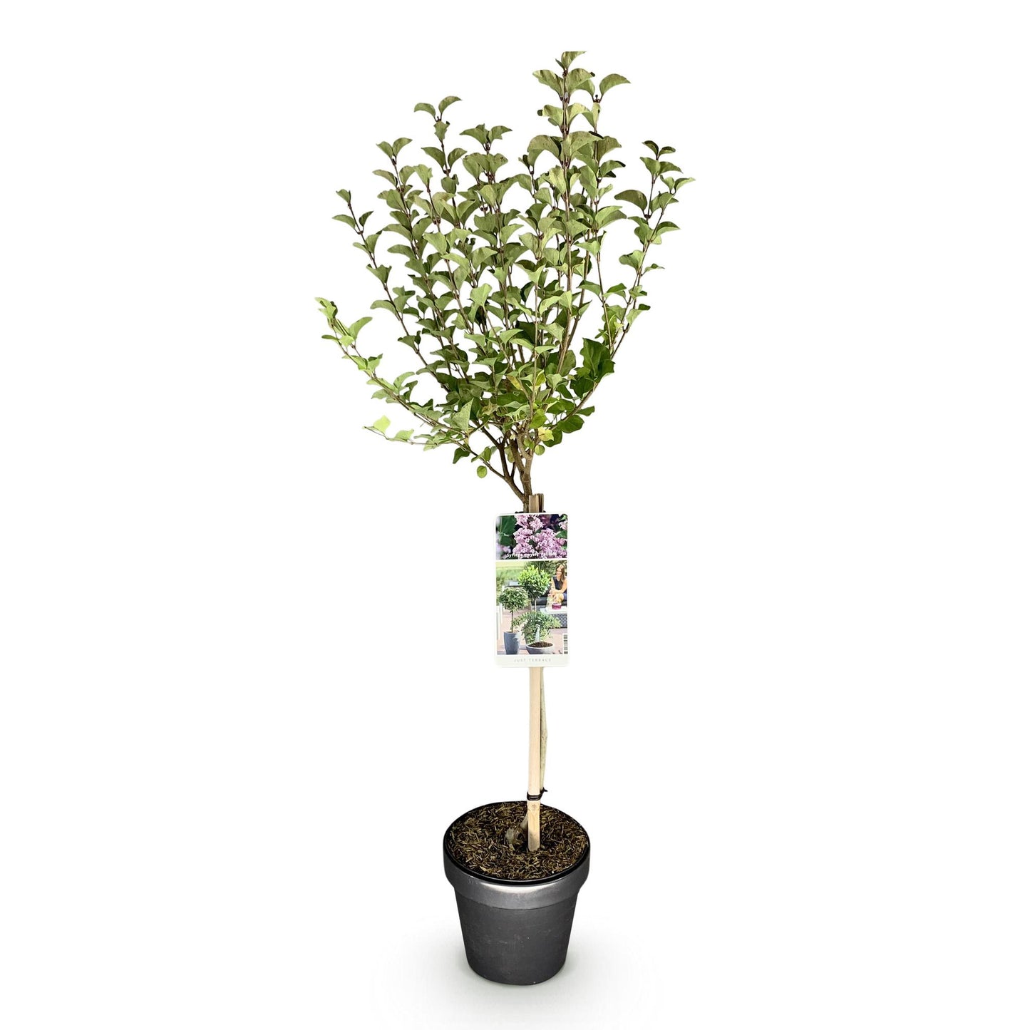 GreenboutiQ - Stamm-Pflanze - Syringa meyeri Palibin - Terrassenpflanze - Laubabwerfend - Winterhart - Lila Blüte - Topf 19cm Höhe 90cm