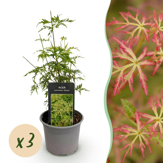 GreenboutiQ - Gartenpflanze - Acer palmatum Seiryu - Grün 3 Pflanzen - Laubabwerfend - Wenig Pflege - Topf 12cm Höhe 35cm