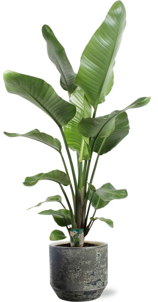 Strelitzia Nicolai - Ø21cm ↕100cm + Lars Pot D24x22cm - Grau
