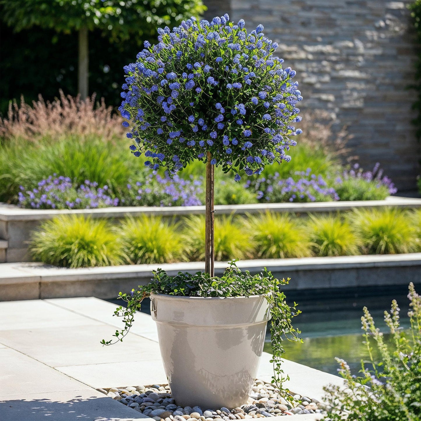 GreenboutiQ - Stamm Pflanze - Ceanothus impressus Victoria - Terrassenpflanze - Immergrün - Winterhart - Lila Blüte - Topf 19cm Höhe 90cm