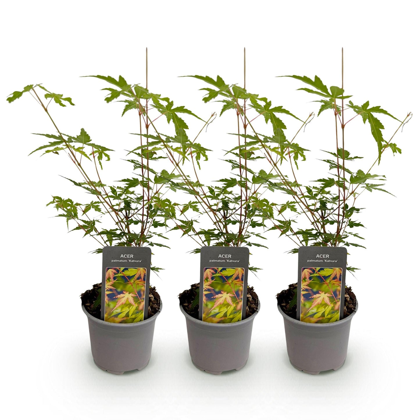 GreenboutiQ - Gartenpflanze - Acer palmatum Sangokaku - Grün - 3 Pflanzen - Blattabwerfend - Wenig Pflege - Topf 12cm Höhe 35cm