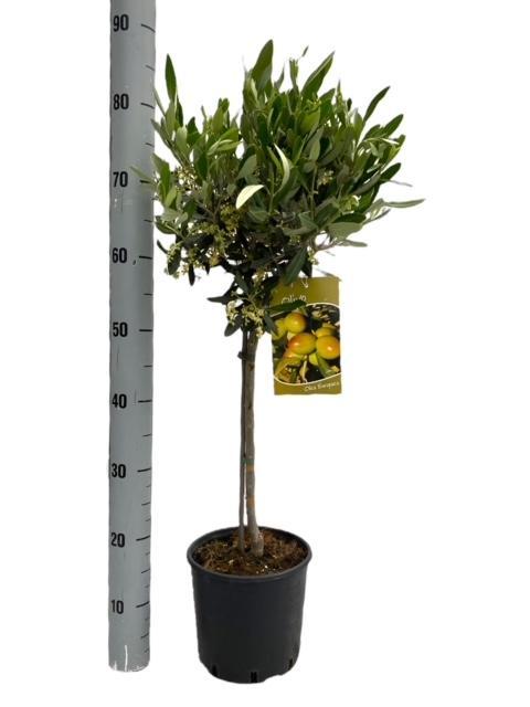 Olea Europaea "op Stam" - Ø19cm - ↕90cm