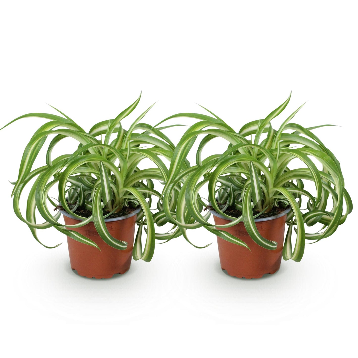 Green boutiQ - Zimmerpflanze - Chlorophytum comosum Bonnie - Gewelltes Grünlilie - Haustierfreundlich - Bunt - 2 Pflanzen - Topf 12cm - Höhe 20-25cm