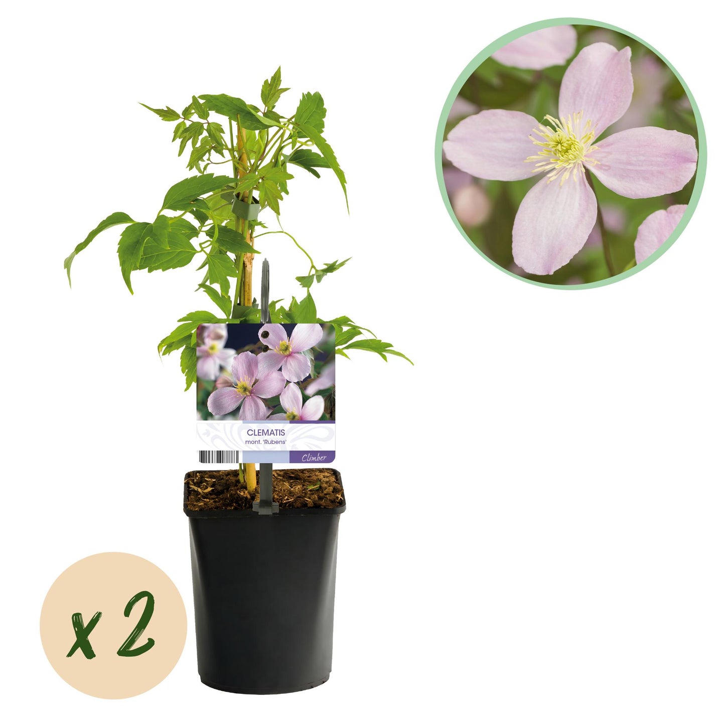 GreenboutiQ - Kletterpflanze - Clematis montana Rubens - Blüte Rosa - Frühblühend - Wenig Pflege - 2 Pflanzen - Topf 11cm Höhe 40cm