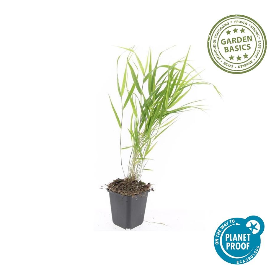 40x Hakonechloa macra - ↕10-25cm - Ø9cm