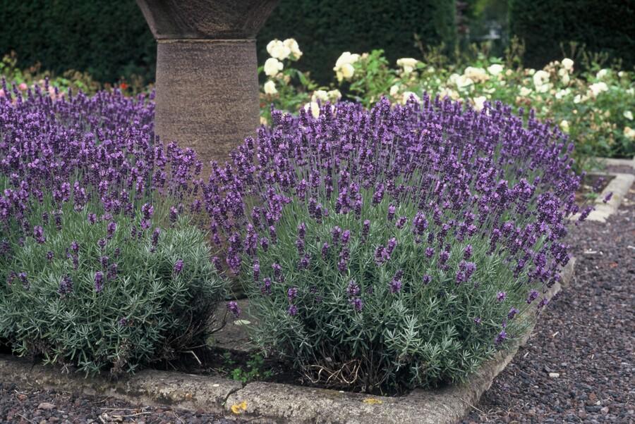 20x Lavandula ang. 'Dwarf Blue' - ↕10-25cm - Ø9cm