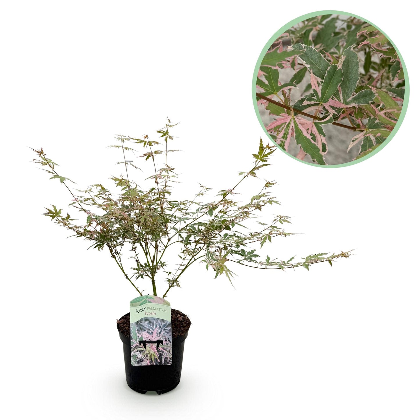 GreenboutiQ - Balkonpflanze - Japanischer Ahorn - Acer palmatum Iyoshi - Rosa - 1 Pflanze - Laubabwerfend - Topf 19cm Höhe 70cm