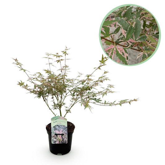 GreenboutiQ - Balkonpflanze - Japanischer Ahorn - Acer palmatum Iyoshi - Rosa - 1 Pflanze - Laubabwerfend - Topf 19cm Höhe 70cm