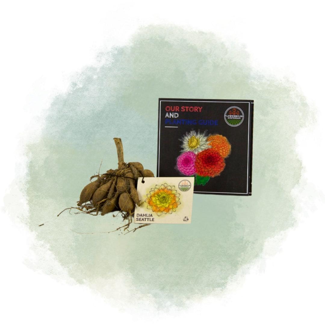 Flowerbulbs Amsterdam - Dahlie Seattle, Großblumiges Erscheinungsbild