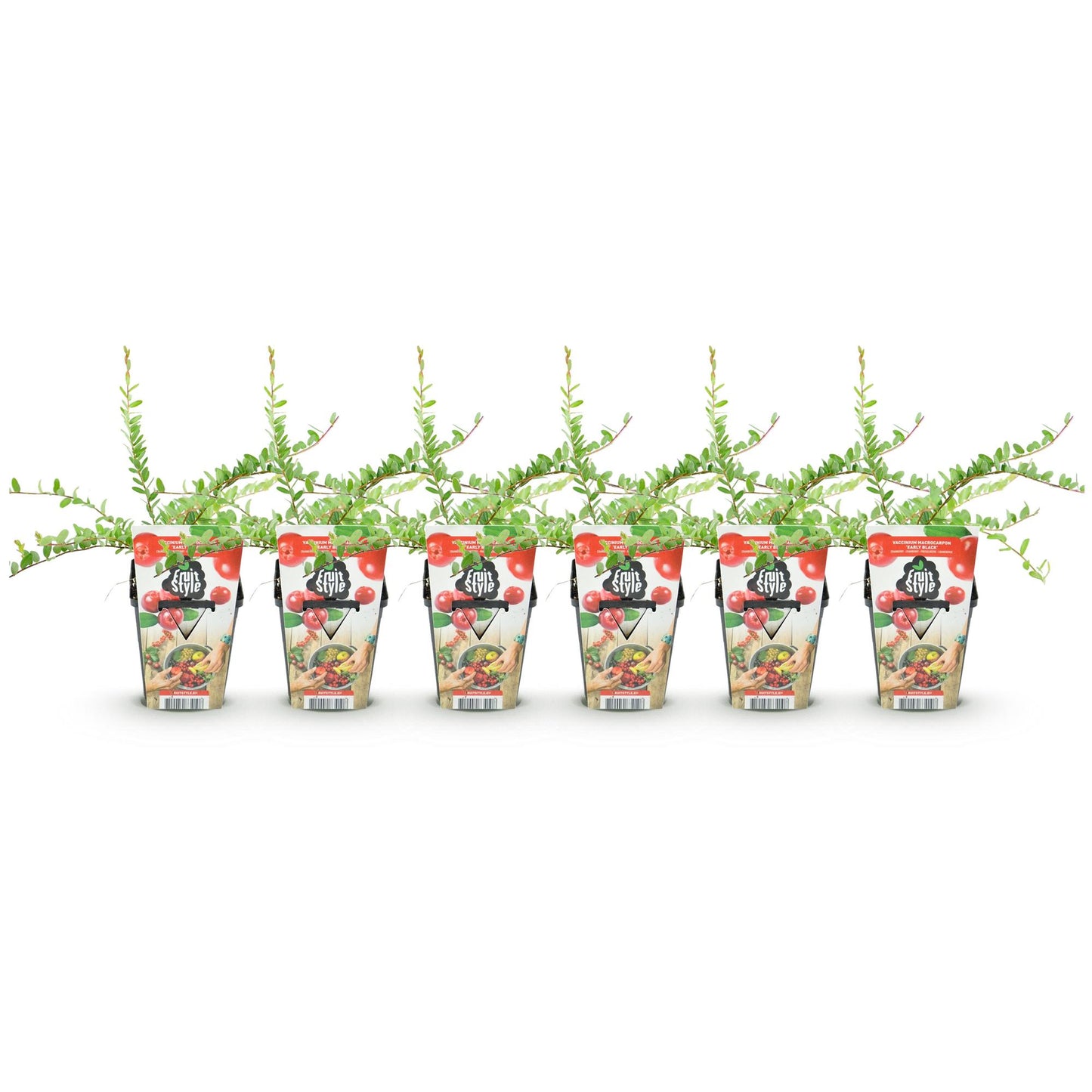 GreenboutiQ - Obstpflanzen - Blaubeere - Vaccinium macrophylla Early Black - Winterhart - 6 Pflanzen - Topf 9 cm - Dunkelrote Beere