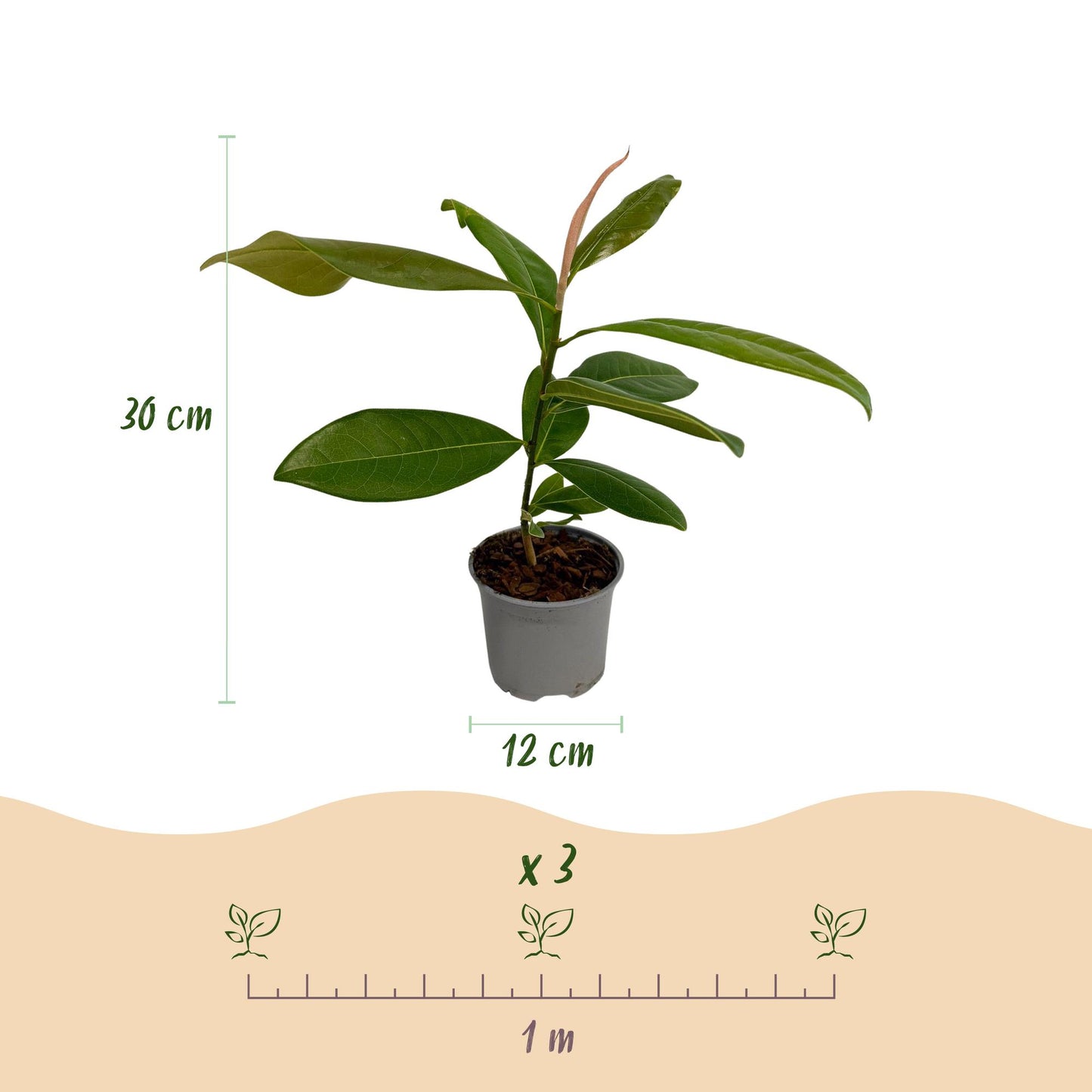 GreenboutiQ - Gartenpflanze - Magnolia grandiflora - Blüte Weiß - 1 Pflanze - Immergrün - Wenig Pflege - Topf 12cm Höhe 30cm