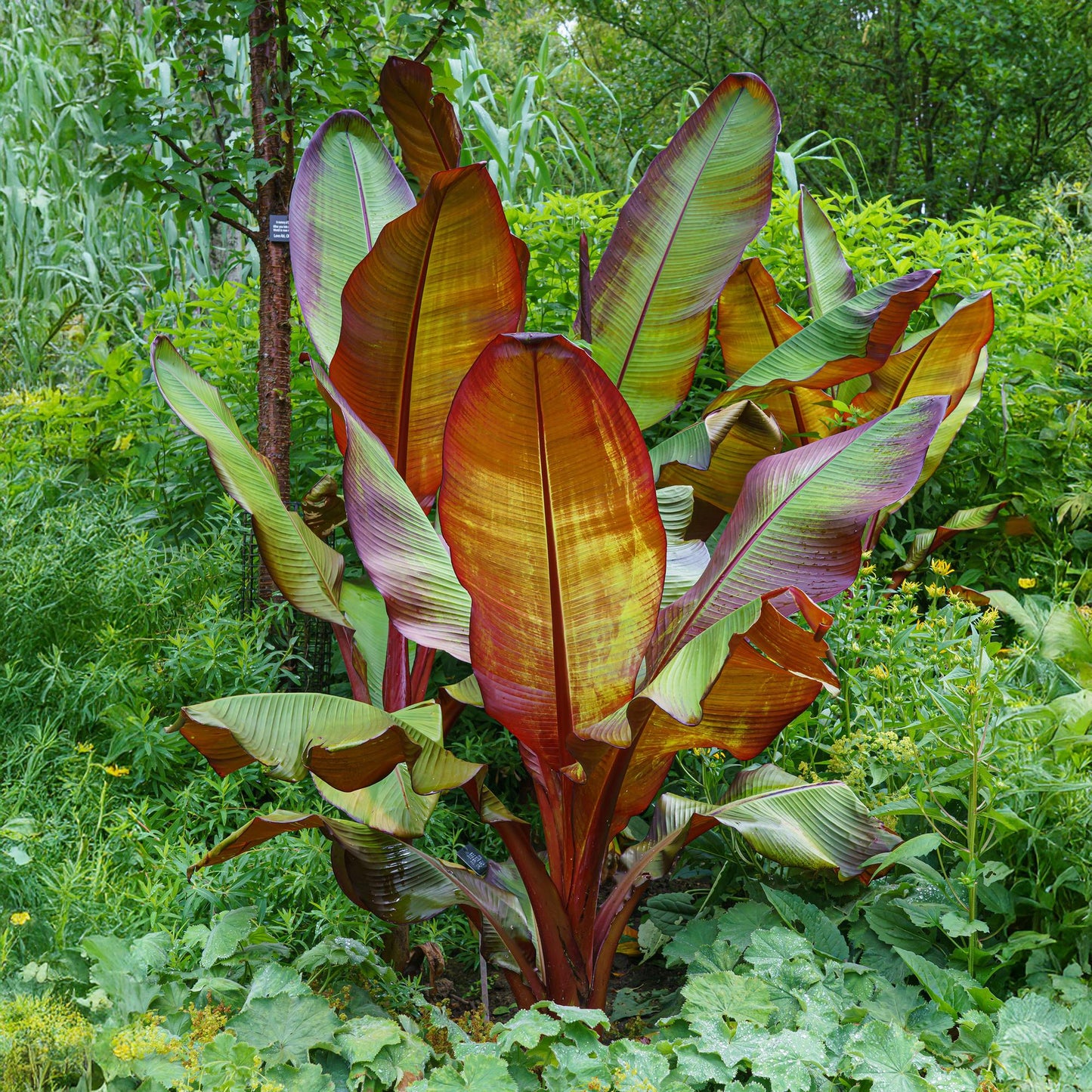 GreenboutiQ - Obstpflanze - Bananenpflanze - Ensete ventricosum Maurelli - Winterhart - 2 Pflanzen - Topf 17cm Höhe 40cm