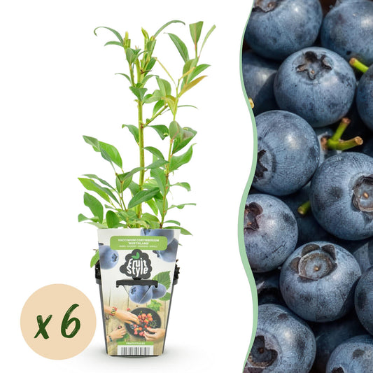 GreenboutiQ - Obstpflanzen - Blaubeere - Vaccinium corymbosum Northland - Winterhart - 6 Pflanzen - Topf 9 cm - Blaubeere