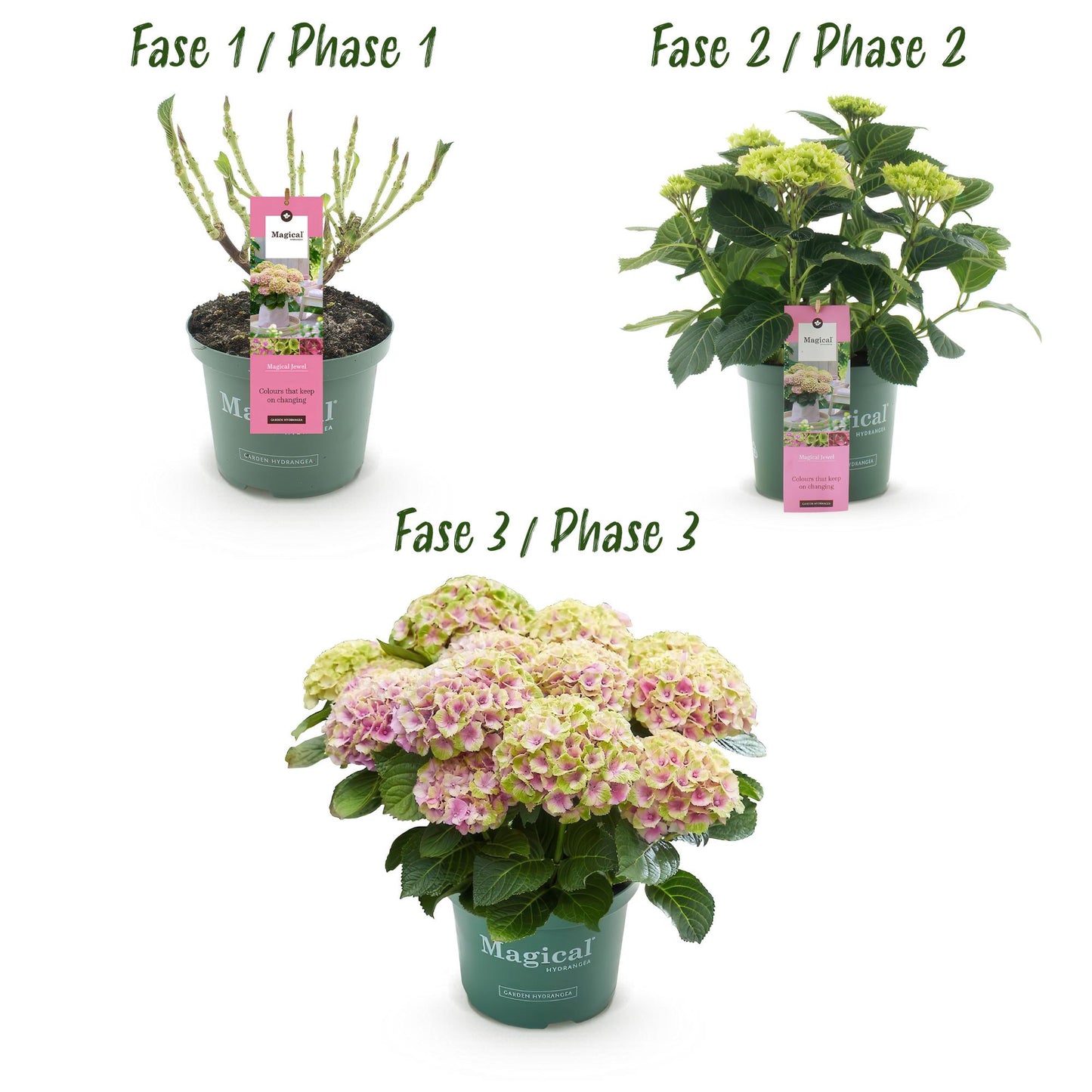 Green boutiQ - Balkonpflanze - Hortensie - Hydrangea Magical Jewel Pink - Rosa - 6-10 Blüten - 2 Pflanzen - Topf 23cm Höhe 55cm