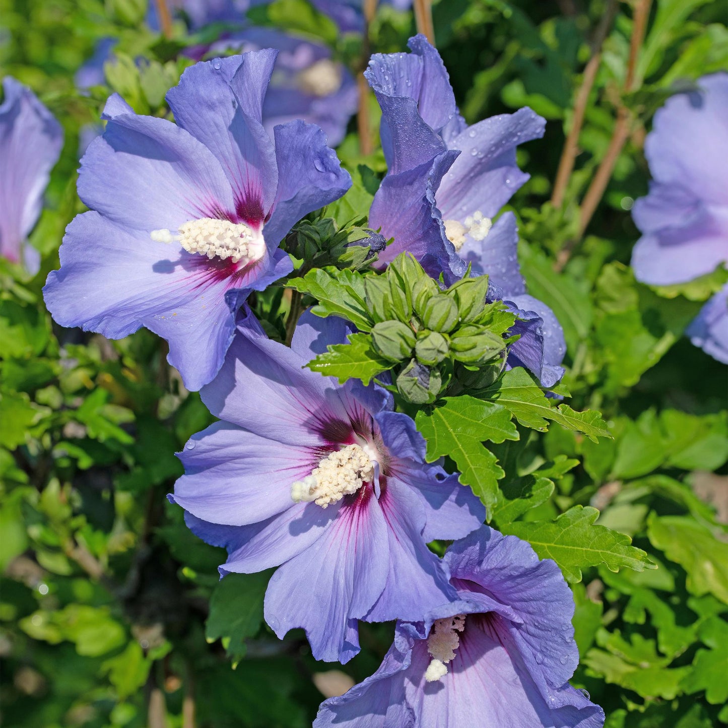 GreenboutiQ - Sträucher - Hibiscus syriacus Oiseau Blue - Blüte Blau - 1 Pflanze - Laubabwerfend - Wenig Pflege - Topf 17cm Höhe 45cm