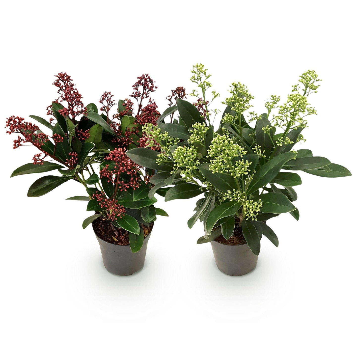 GreenboutiQ - Terrassenpflanze - Skimmia japonica Duo - Blüte Weiß & Rot - 10+ Blüten - 2 Pflanzen - Winterhart - Topf 10,5cm Höhe 25cm
