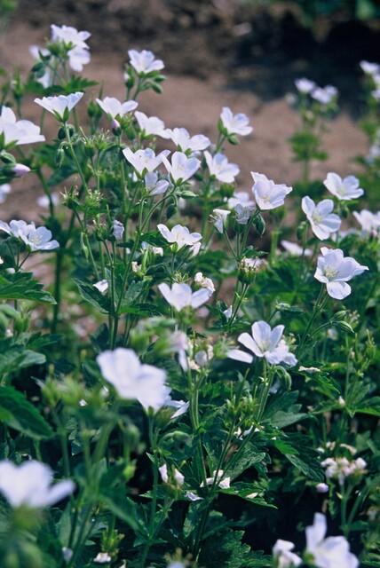 6x Geranium sang. 'Album' - ↕10-25cm - Ø9cm