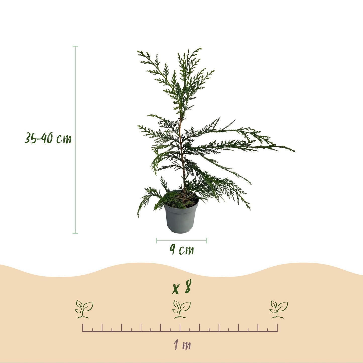 GreenboutiQ - Heckenpflanzen - Cupressocyparis leylandii - Blatt grün - 8 Pflanzen - 1 laufender Meter - immergrün - Topf 9cm Höhe 35-40cm