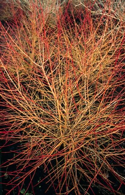 20x Cornus sang. 'Anny's Winter Orange' - ↕10-25cm - Ø9cm