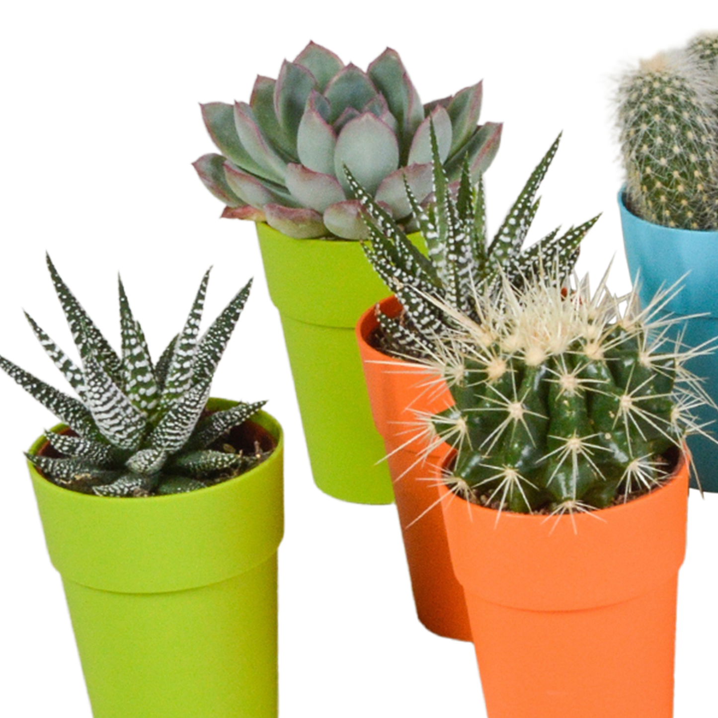 Cactus en vetplanten Mischung 5,5 cm | 15 stück - in gekleurde plasticpot