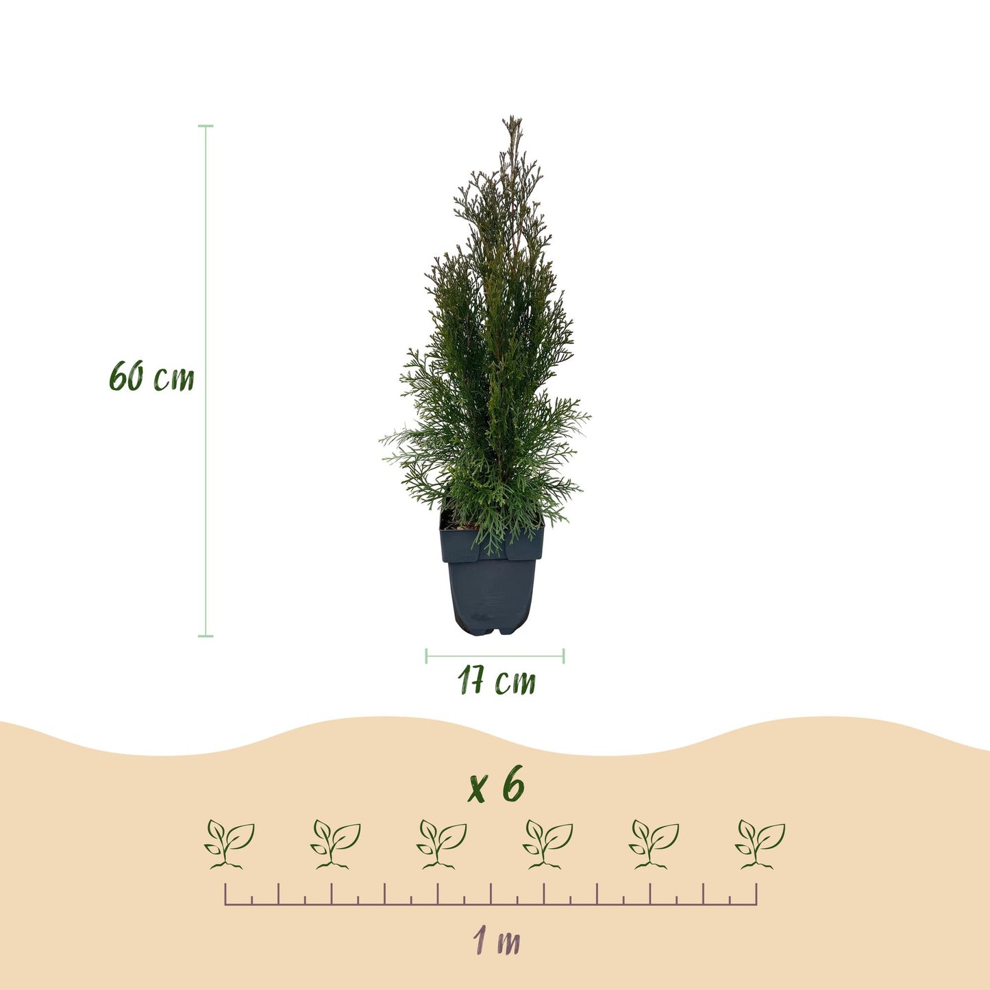 GreenboutiQ - Heckenpflanzen - Thuja occidentalis Smaragd - Blatt grün - 6 Pflanzen - 1 laufender Meter - immergrün - Topf 17cm Höhe 60cm