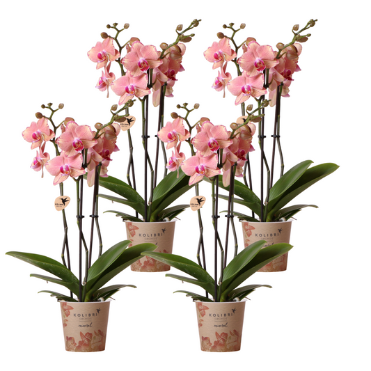Kolibri Orchids | KOMBI-ANGEBOT von 4 Phalaenopsis-Orchideen - Pirate Picotee - Topfgröße Ø12cm | Blühende Zimmerpflanze - Frisch vom Züchter