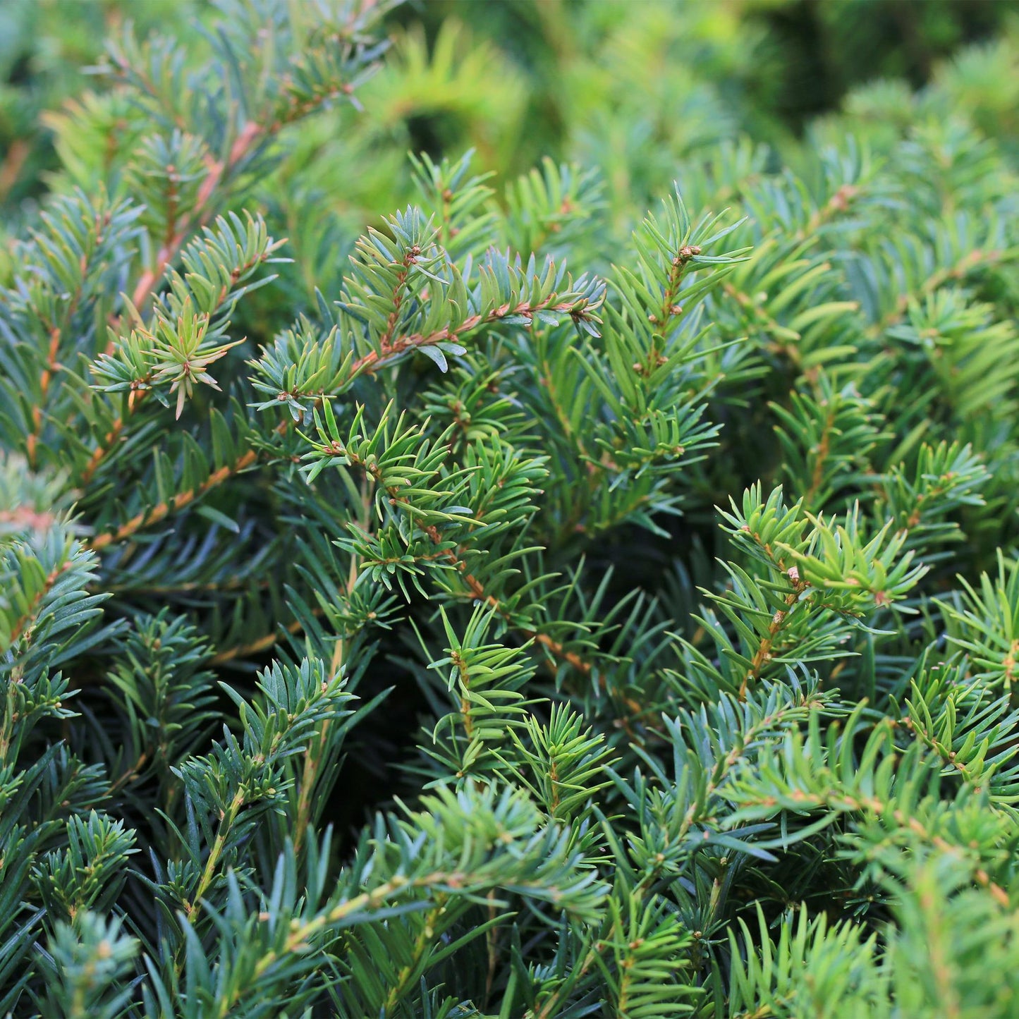 GreenboutiQ - Heckenpflanzen - Taxus baccata - Blatt grün - 6 Pflanzen - 1 laufender Meter - immergrün - Topf 17cm Höhe 60cm