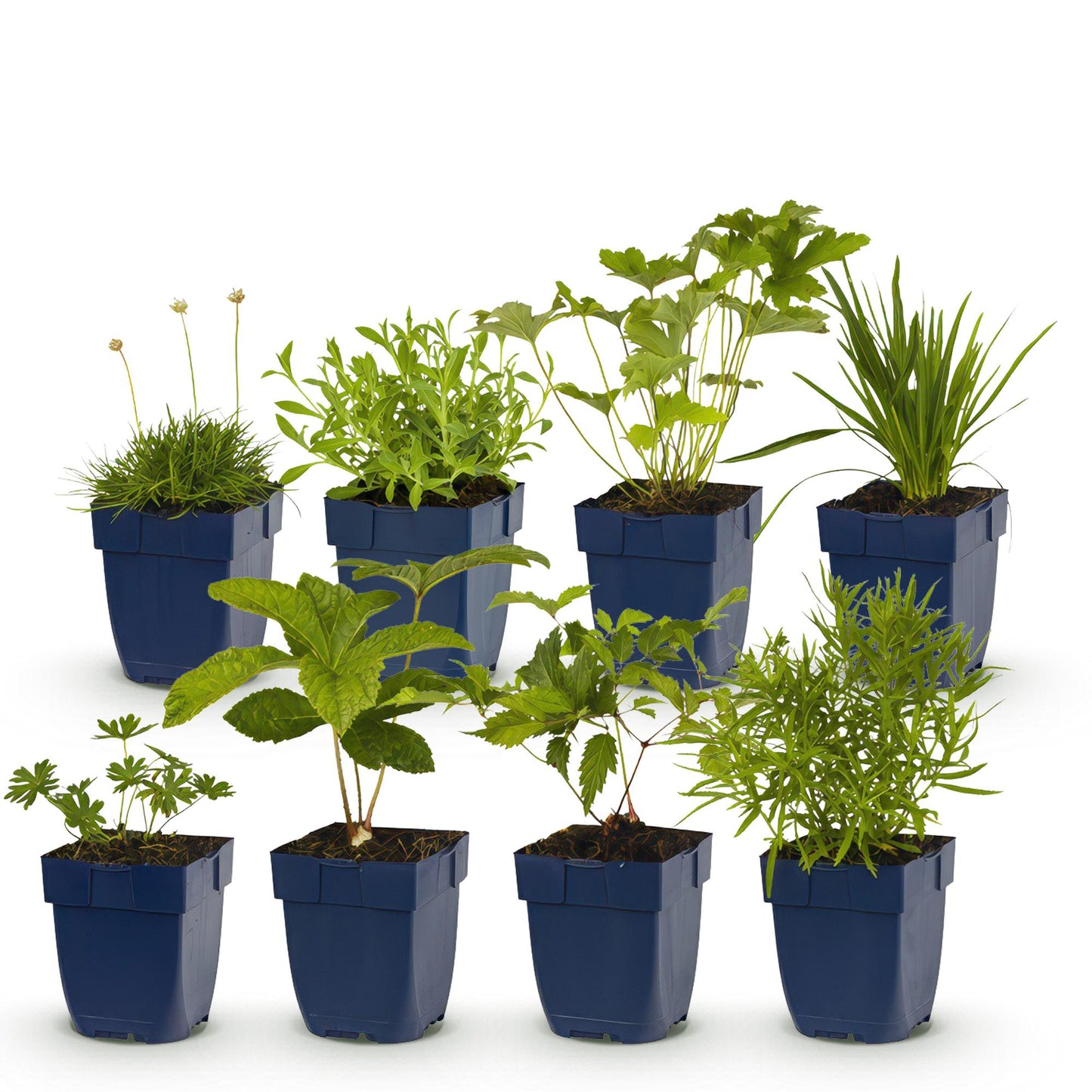 GreenboutiQ - Staudenpakket - Farbe Weiß - 8 Stauden - Für 1 m2 - Verschiedene Farben - Wenig Pflege - Topf 11cm