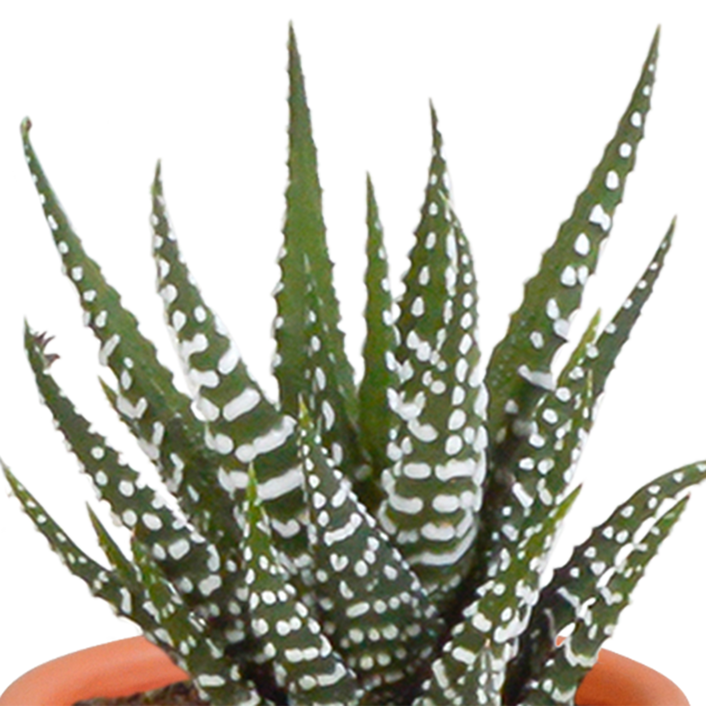 Cactus en vetplanten Mischung 5,5 cm | 15 stück - in terracotta pot