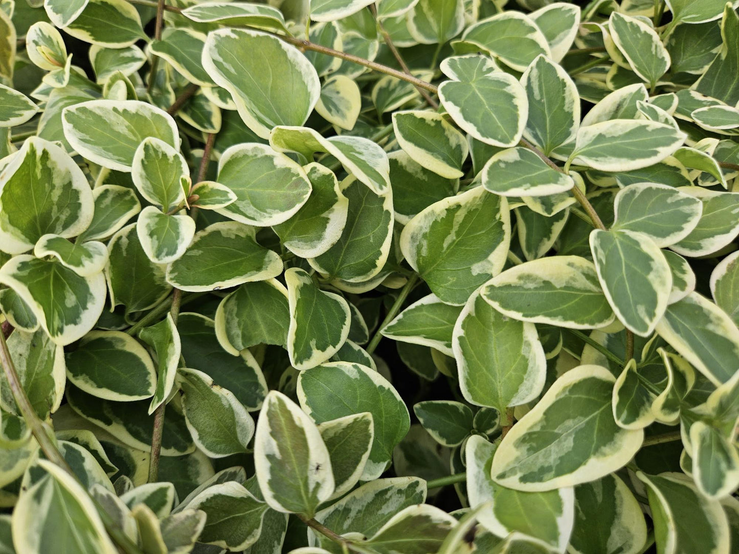 40x Vinca major 'Variegata' - ↕10-25cm - Ø9cm