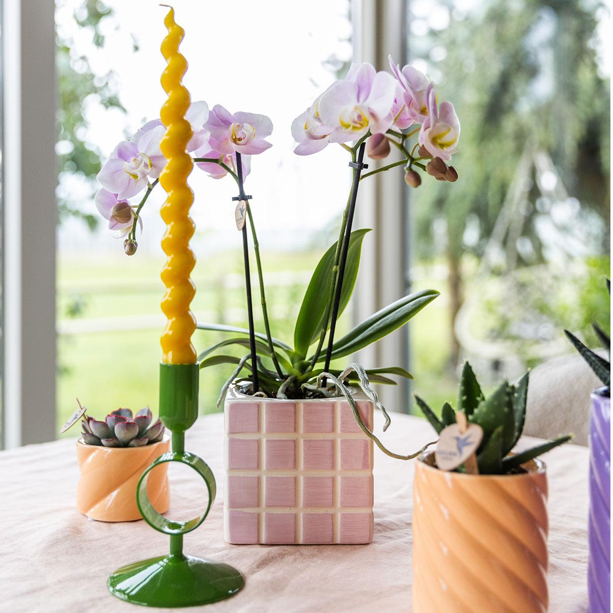 Kolibri Orchids | Rosa Phalaenopsis Orchidee Portugal + Mosa Ziertopf Rosa - Topfgröße Ø9cm | Blühende Zimmerpflanze - Frisch vom Züchter