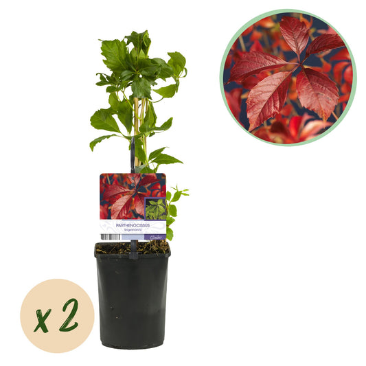 GreenboutiQ - Wilde Wein - Parthenocissus Engelmannii - Blatt Grün später Rot - Wenig Pflege - 2 Pflanzen - Topf 11cm Höhe 40cm