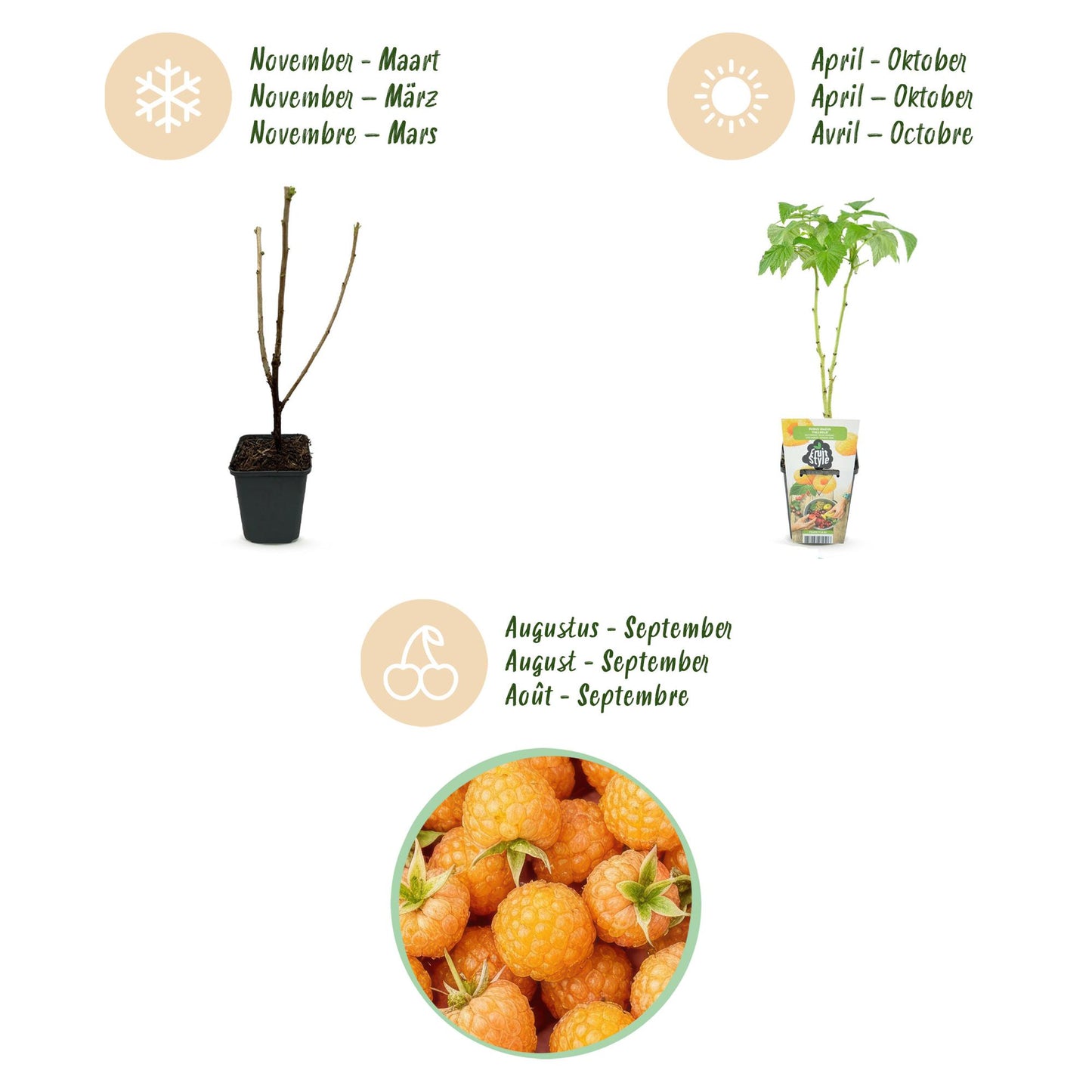 GreenboutiQ - Obstpflanzen - Himbeere - Rubus idaeus Fallgold - Winterhart - 6 Pflanzen - Topf 9 cm - Gelbe Himbeere