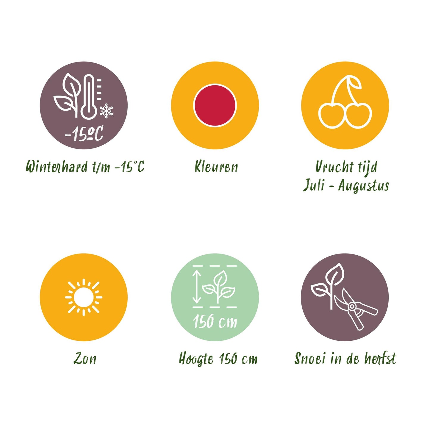 GreenboutiQ - Obstpflanzen - Himbeere - Rubus idaeus Heritage - Winterhart - 3 Pflanzen - Topf 9 cm - Rote Himbeere