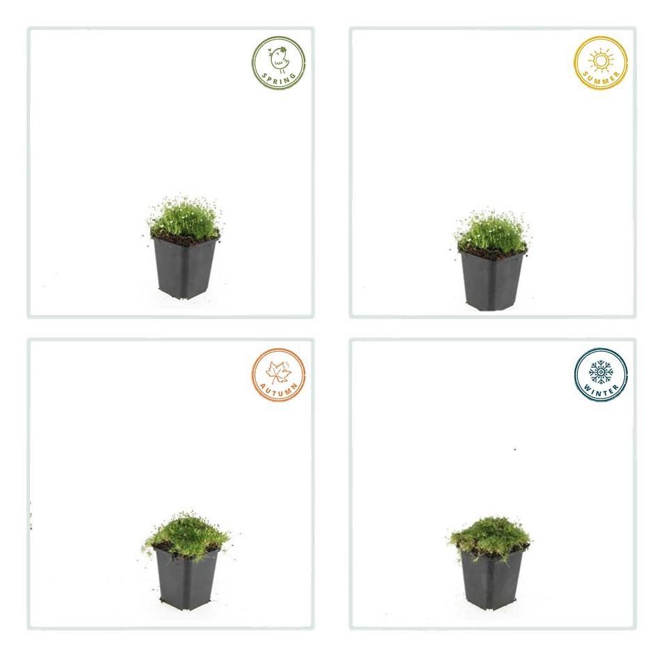 6x Sagina subulata - ↕10-25cm - Ø9cm