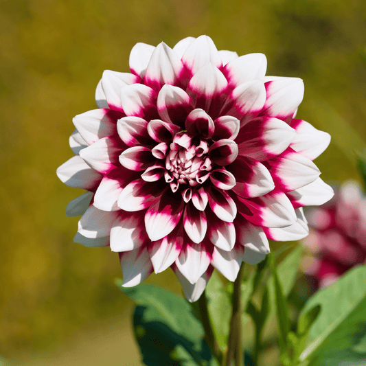 Flowerbulbs Amsterdam - 12 Dahlien mystery day knollen für 2 m², großblumige ausstrahlung