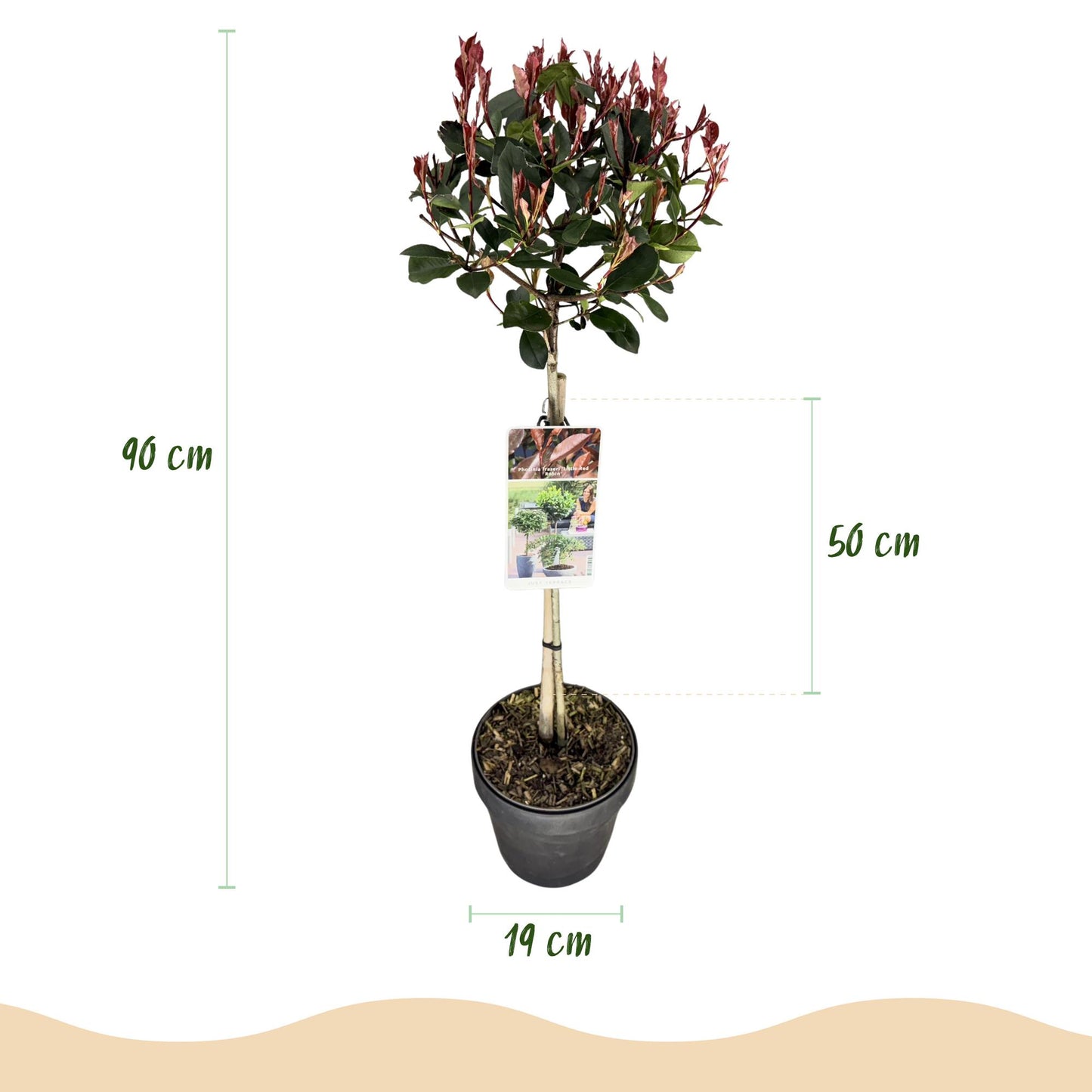 GreenboutiQ - Stamm Pflanze - Photinia fraseri Little Red Robin - Terrassenpflanze - Immergrün - Winterhart - Grün-Rotes Blatt - Topf 19cm Höhe 90cm
