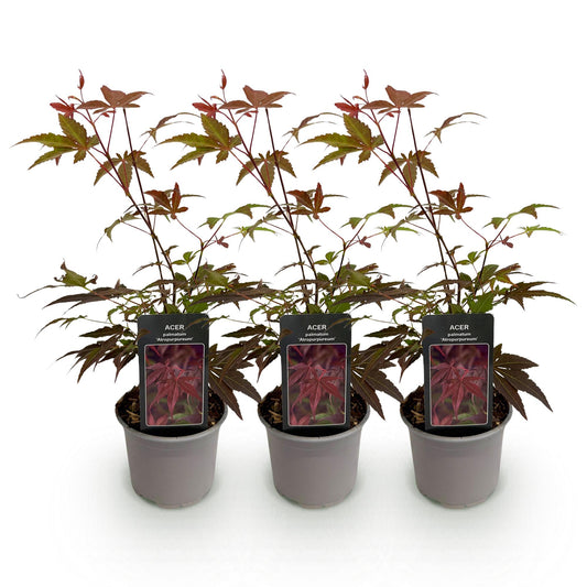GreenboutiQ - Gartenpflanze - Acer palmatum Atropurpureum - Lila - 3 Pflanzen - Laubabwerfend - Pflegeleicht - Topf 12cm Höhe 35cm