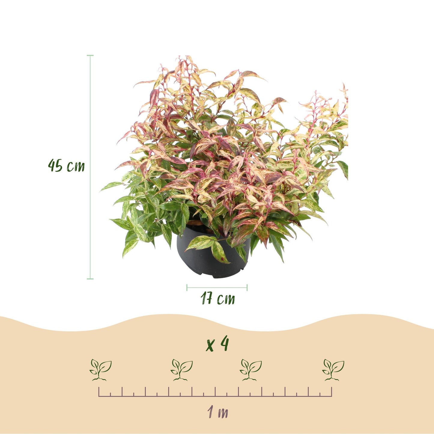 GreenboutiQ - Gartenpflanze - Leucothoe Makijaz - Braun - 2 Pflanzen - Immergrün - Wenig Pflege - Topf 17cm Höhe 45cm